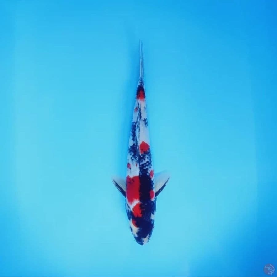 Showa 34 cm Male