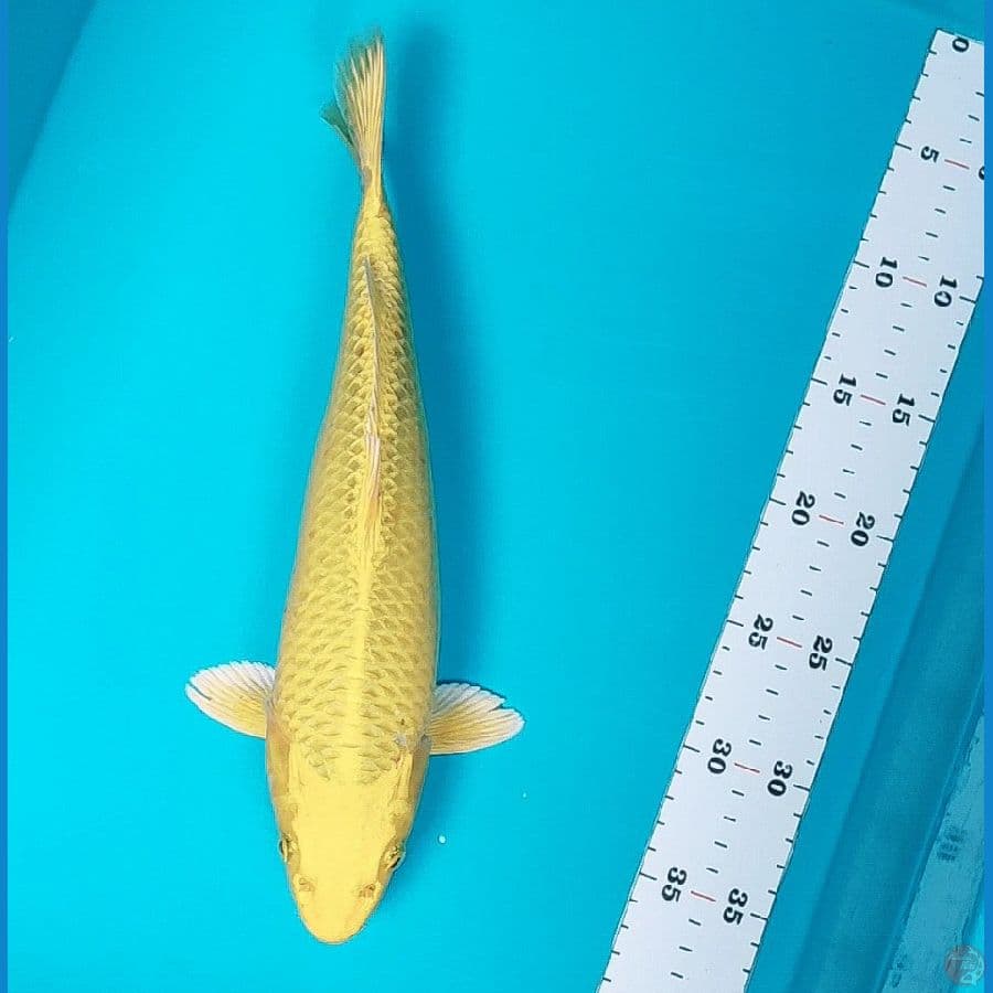 botan 32cm