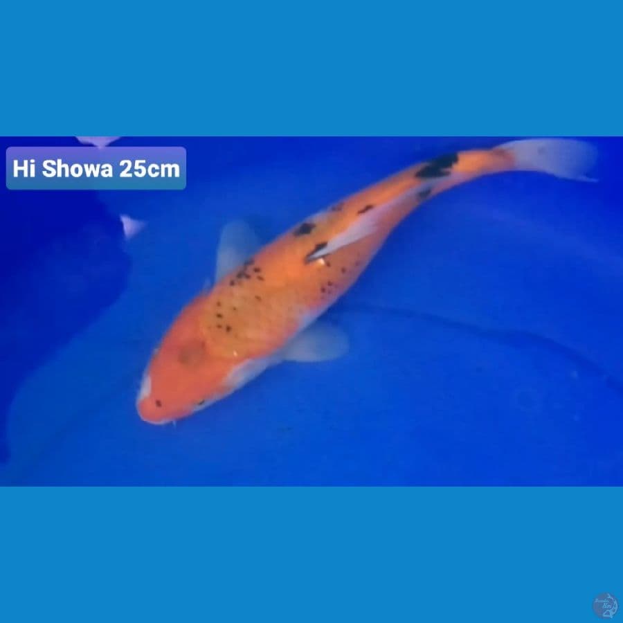 HI SHOWA 25CM 100K