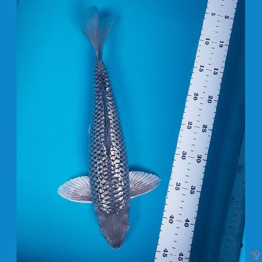 soragin 36cm male