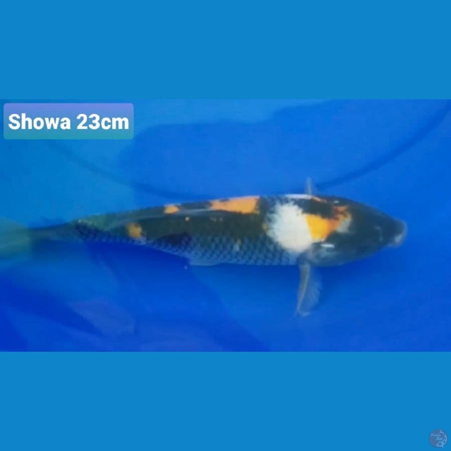 SHOWA 23CM 100K