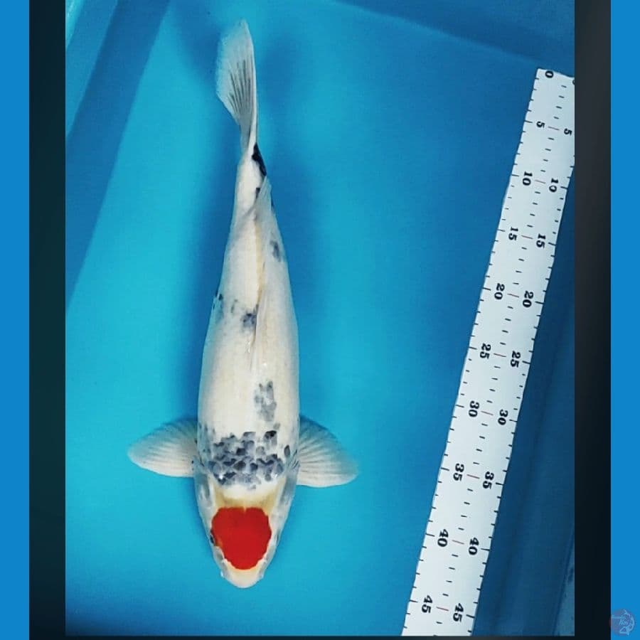 tancho showa punuk 42cm jumbo