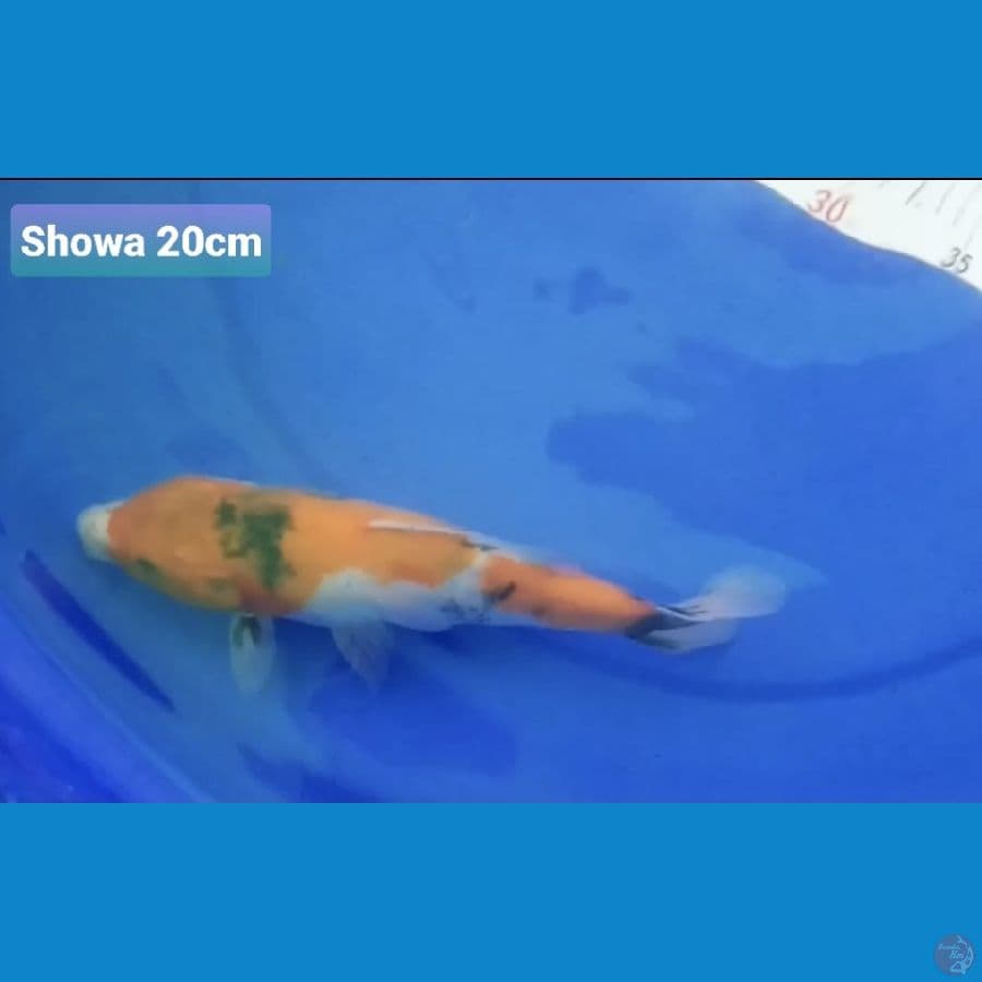 SHOWA 20CM 100K