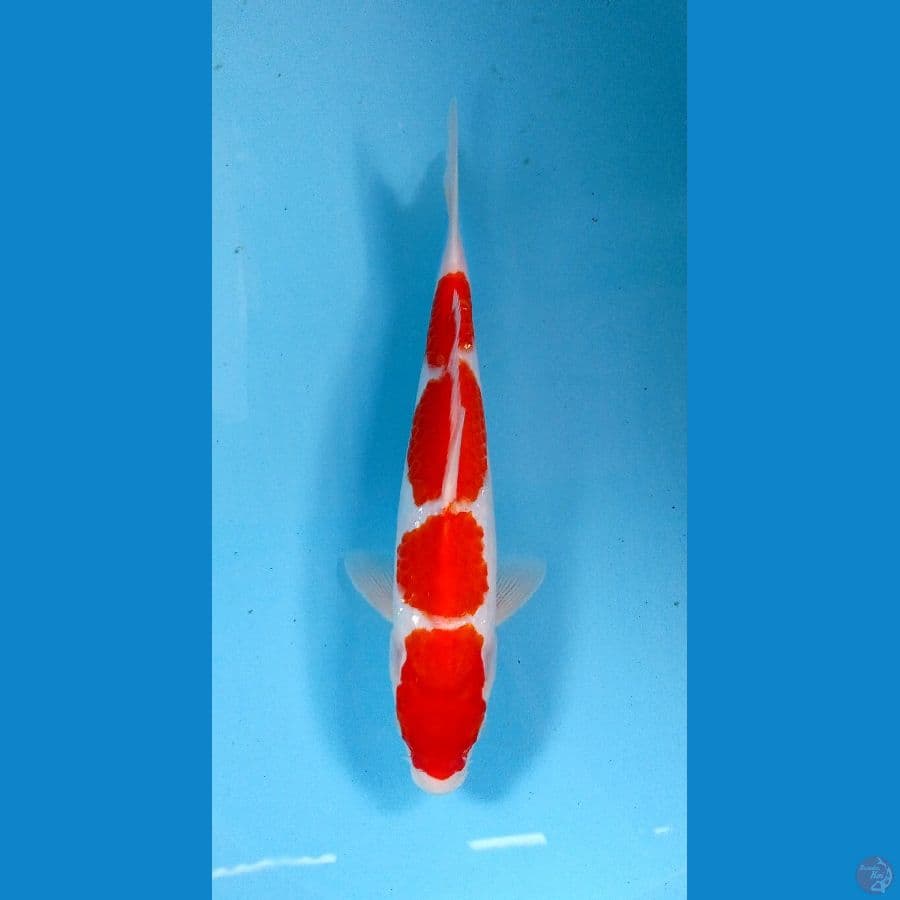 kohaku 27cm