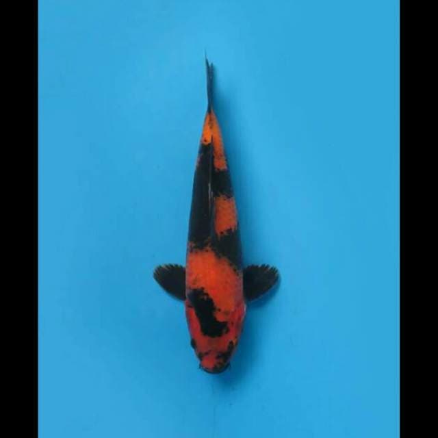 Hi Utsuri Prospek 28cm Male Tosai