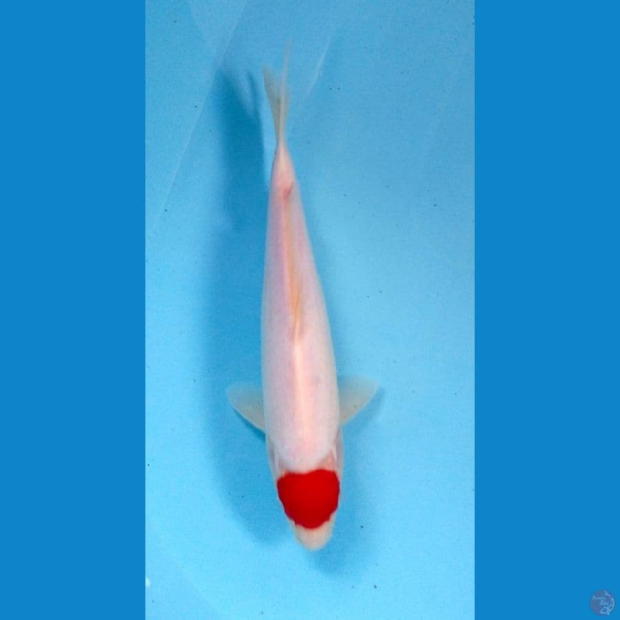 tancho 27cm