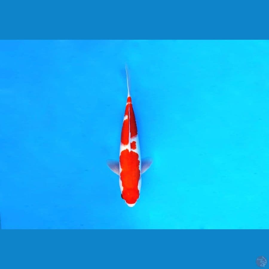 3.KOHAKU 28 cm/famale