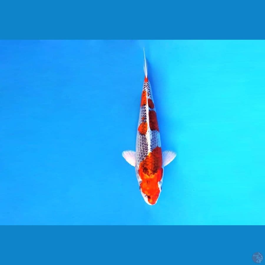 5.KUJAKU 31 cm/male