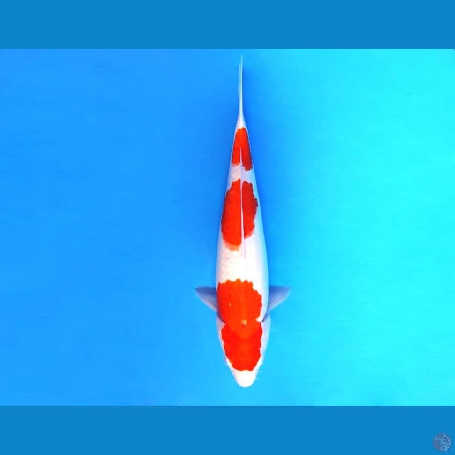 6.KOHAKU 32 cm/famale
