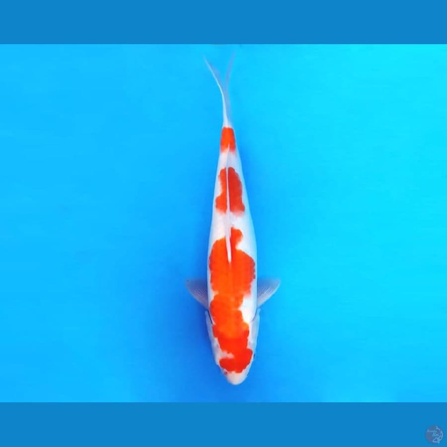 10.KOHAKU 32 cm/famale