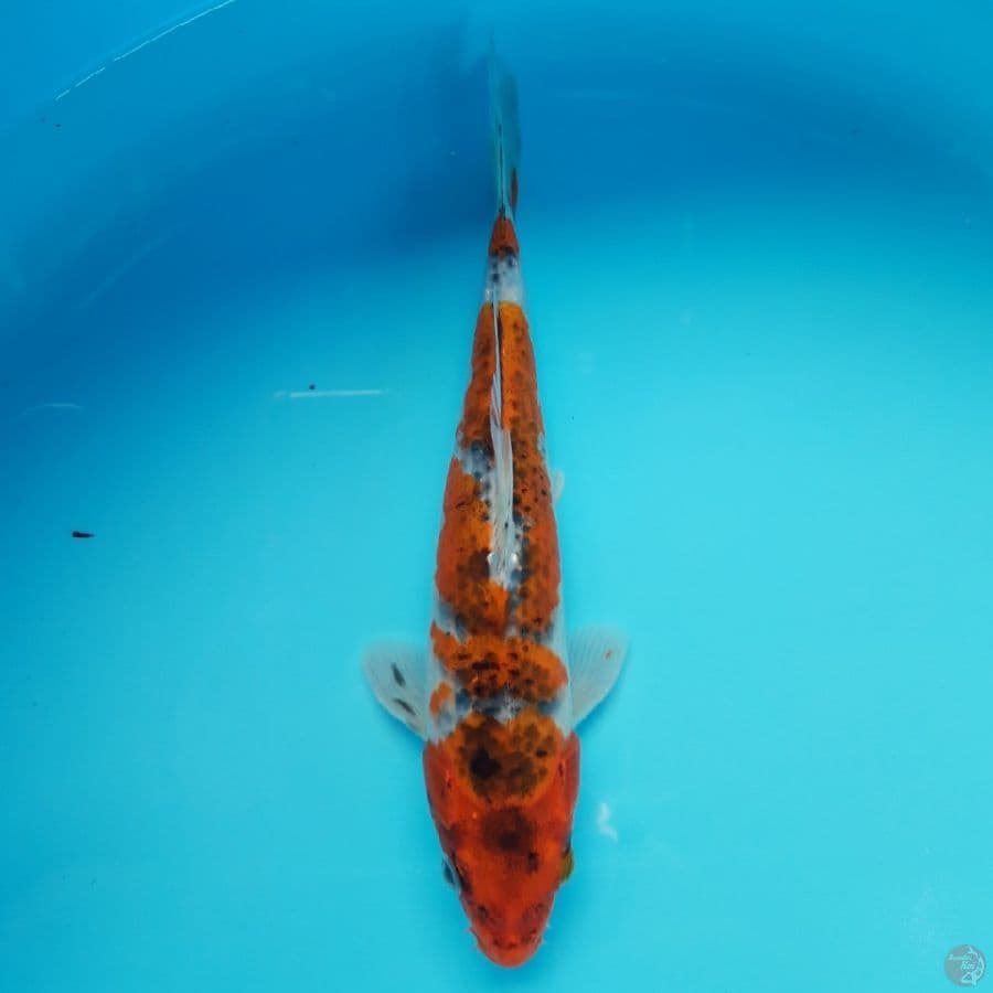 Goshiki 26cm