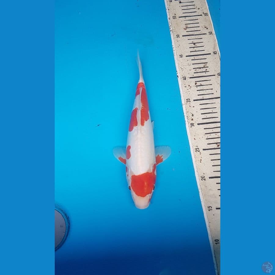 kohaku doitsu 30cm