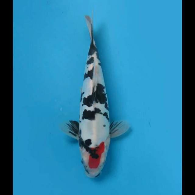 Tancho Showa Doitsu Murni 29cm Male Tosai