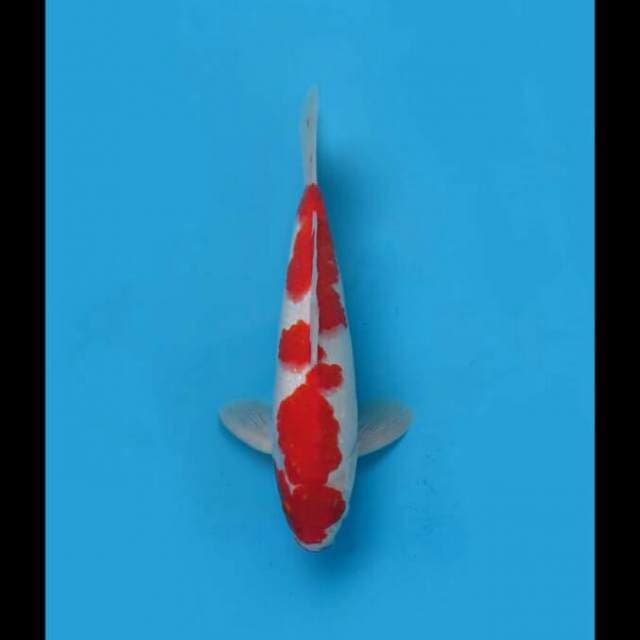 Red Kohaku Original 30cm Male Tosai