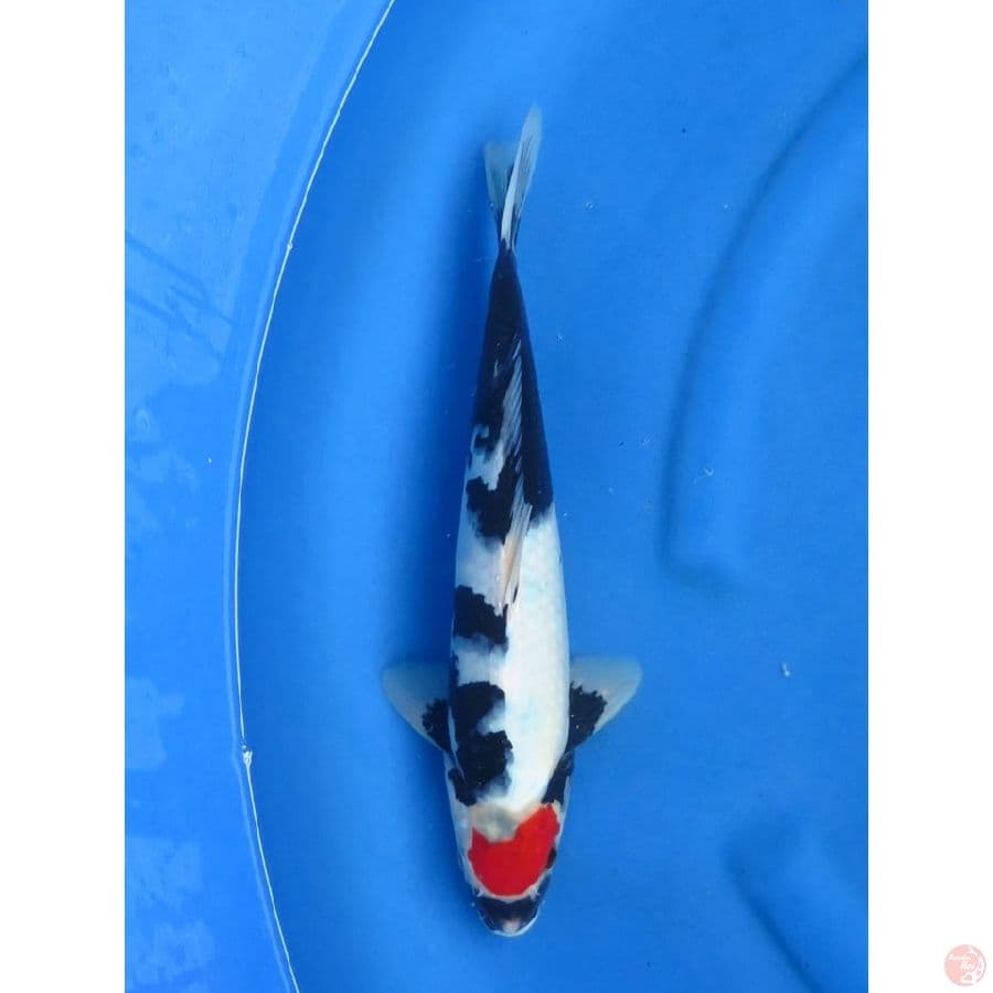 34cm - Tancho Showa Ori