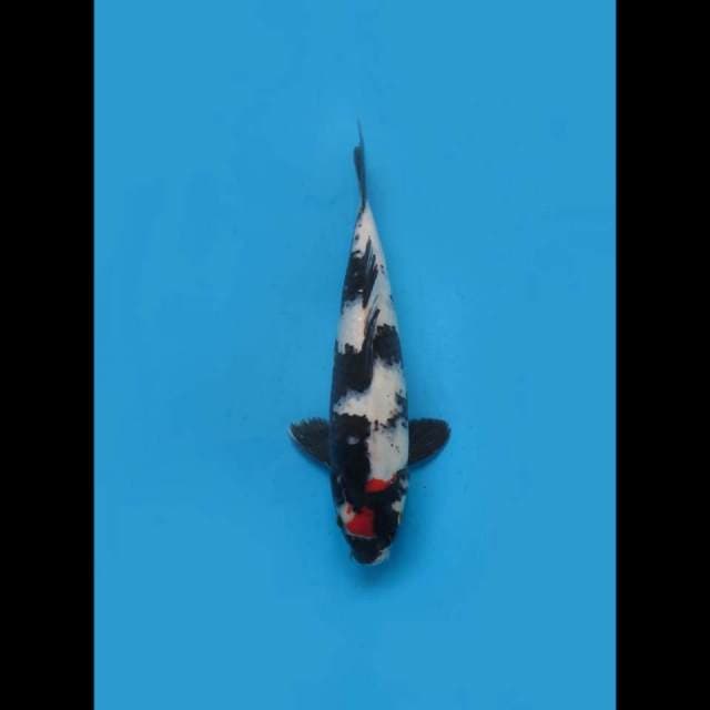 (32cm) TANCHO SHOWA ORIGINAL - TOSAI