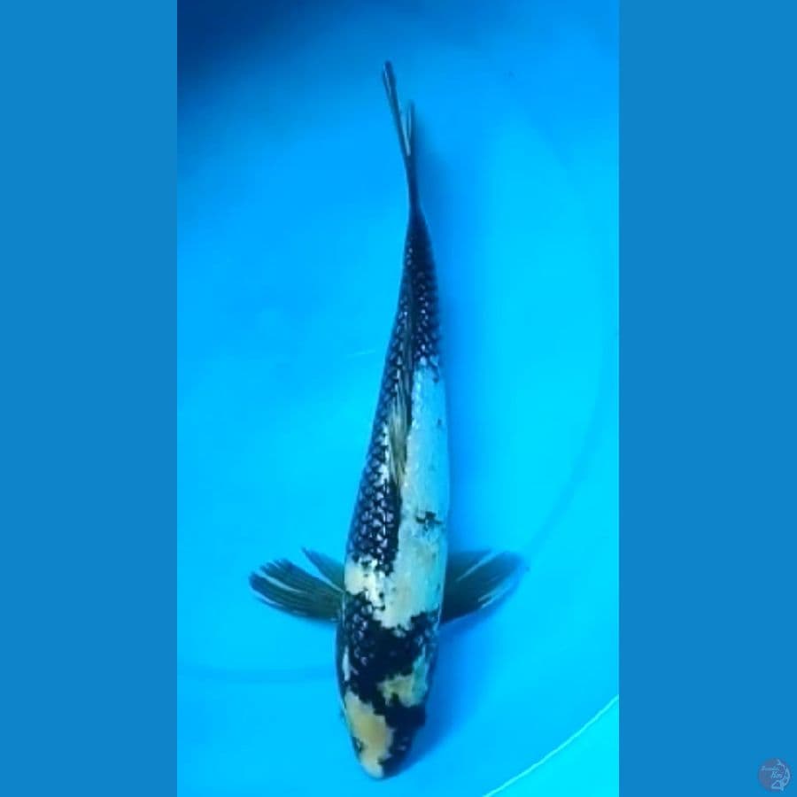 SHIRO GINRIN 31 Cm, JANTAN