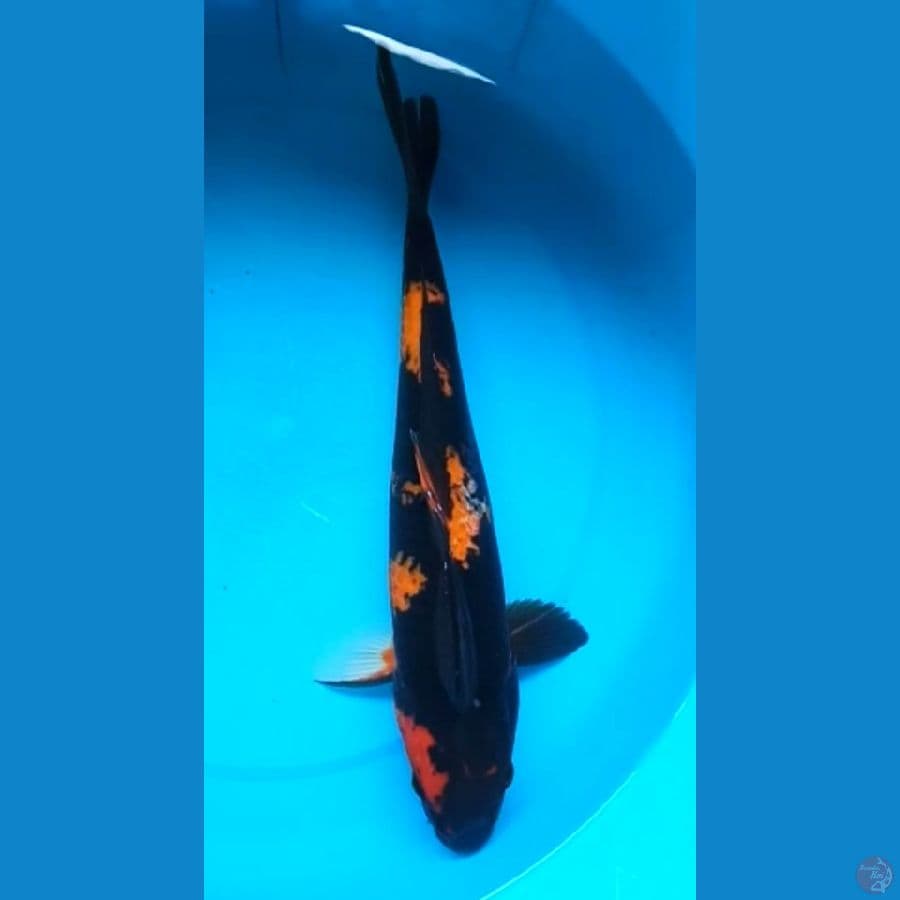 HI SHOWA 36 Cm