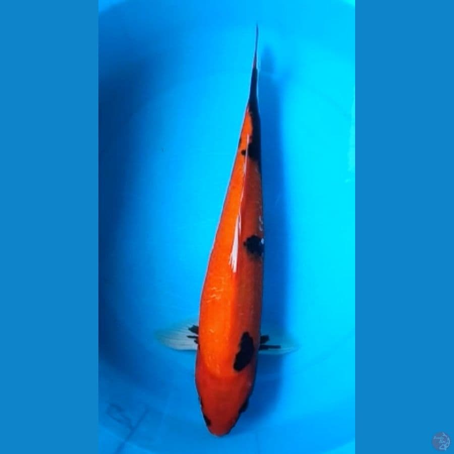 SHOWA 40 Cm, JANTAN
