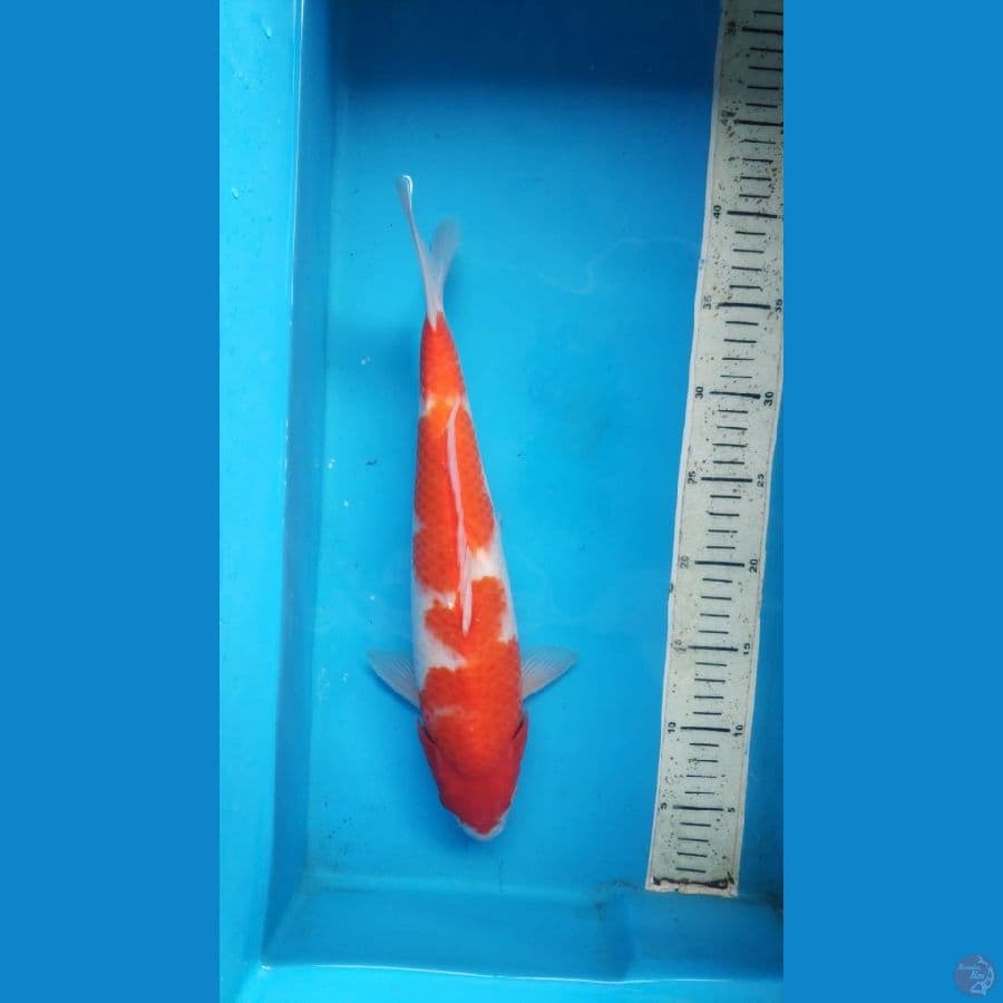 kohaku 36cm
