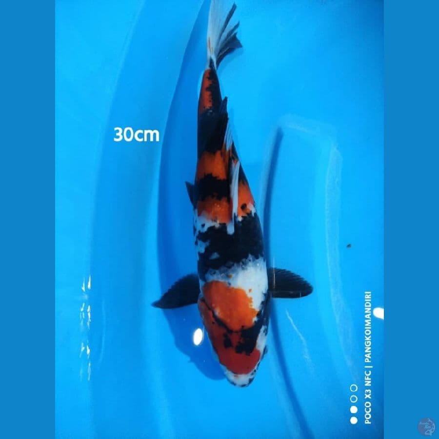 SHOWA 3 STEP (30 CM)