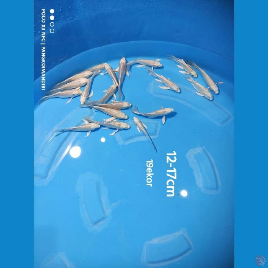 Platinum Kumpay Slayer (19ekor) (12-17cm)