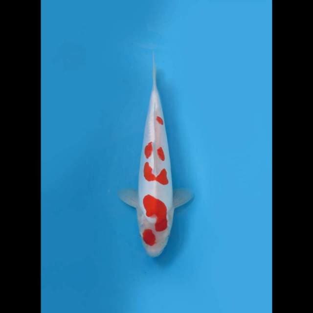 (27cm) KOHAKU DOITSU MURNI - TOSAI