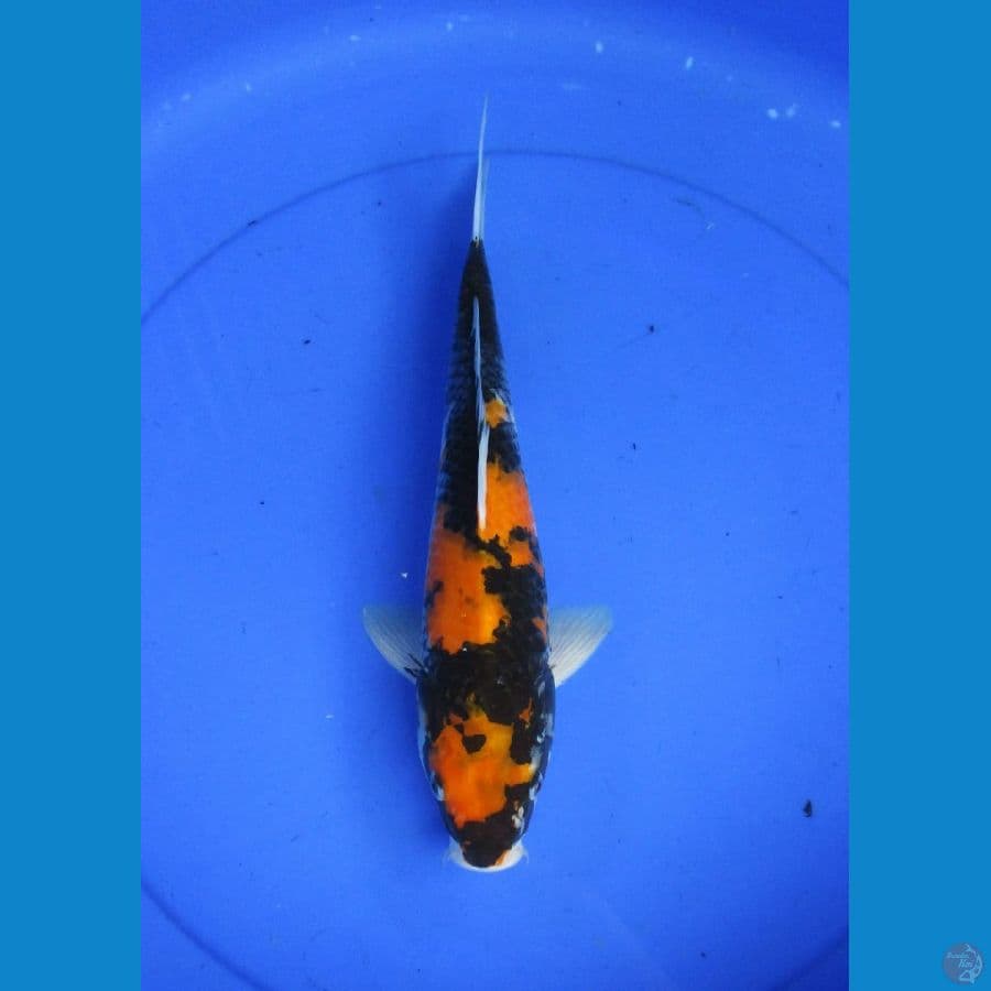 showa sansoku ±32cm
