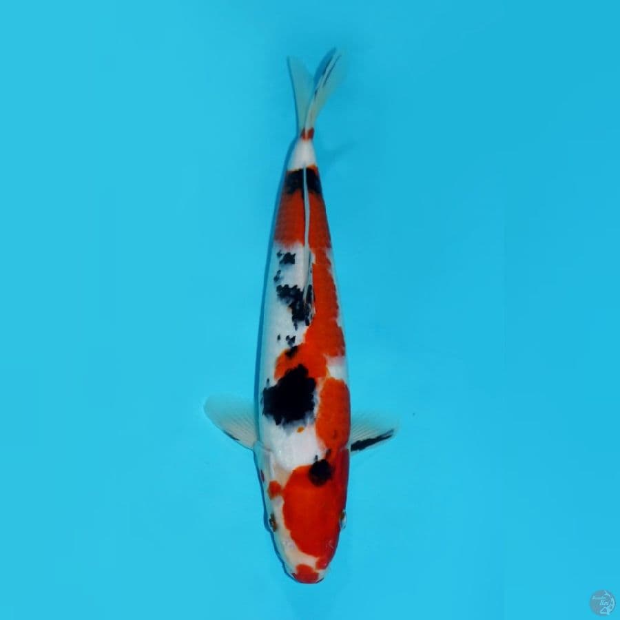 RED ROSE - INAZUMA SANKE 36CM