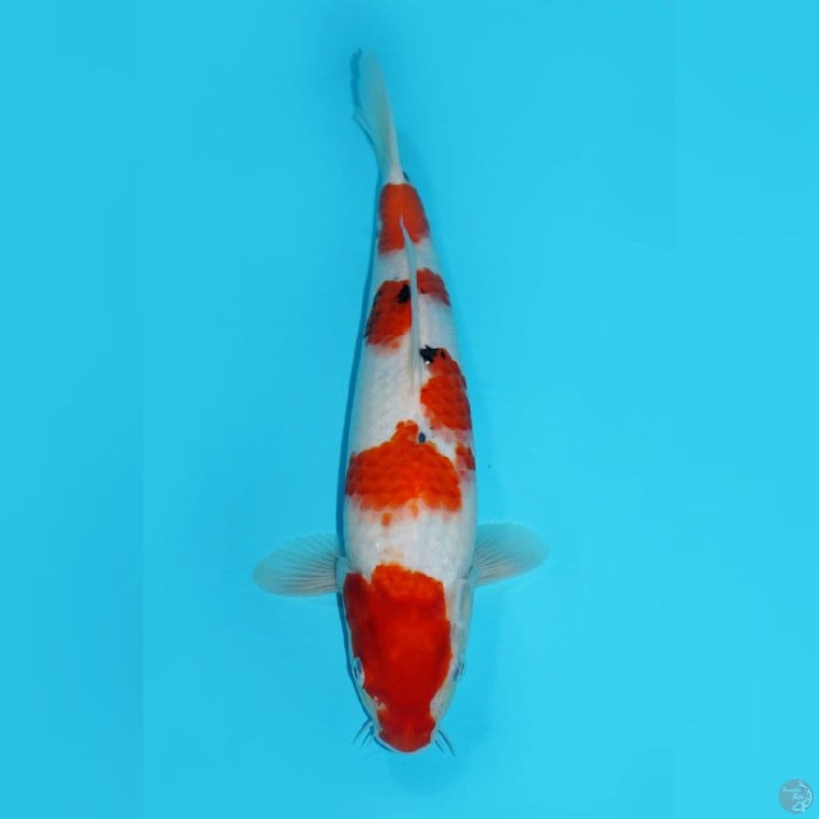 TSUBOSUMI SANKE BULKY 37CM