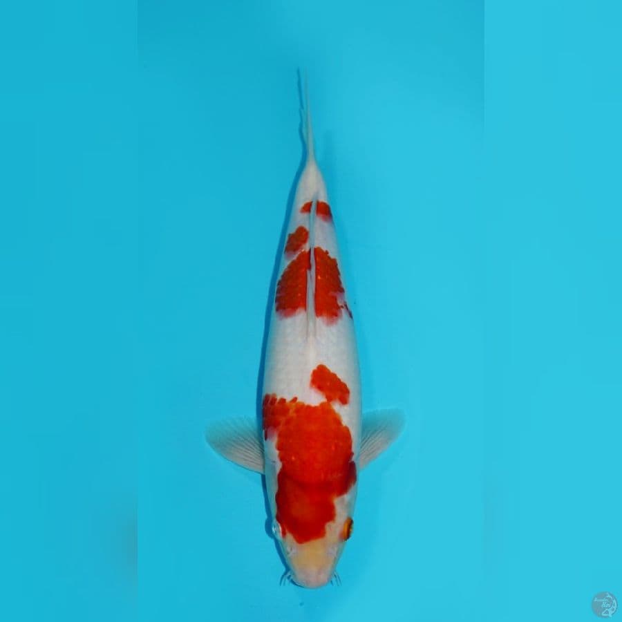 RED ROSE - YONDAN KOHAKU 35CM
