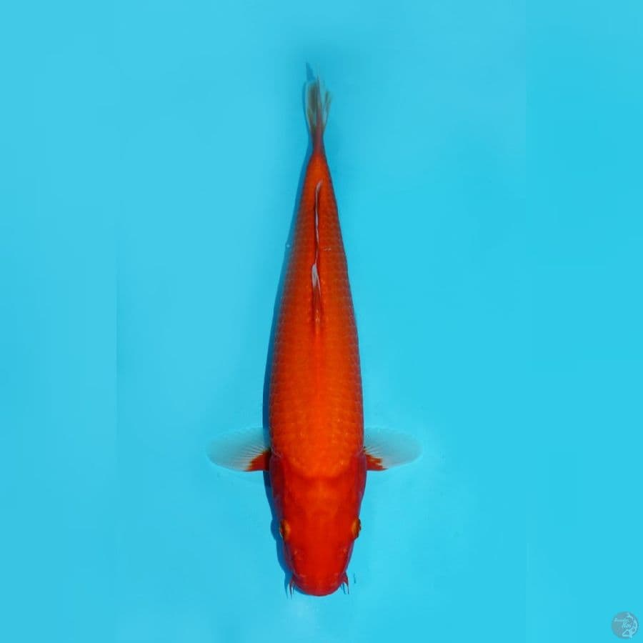 RED FIRE - AKA HAJIRO 37CM