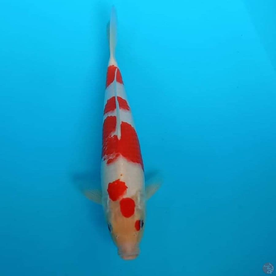 patria1 kohaku 30cm
