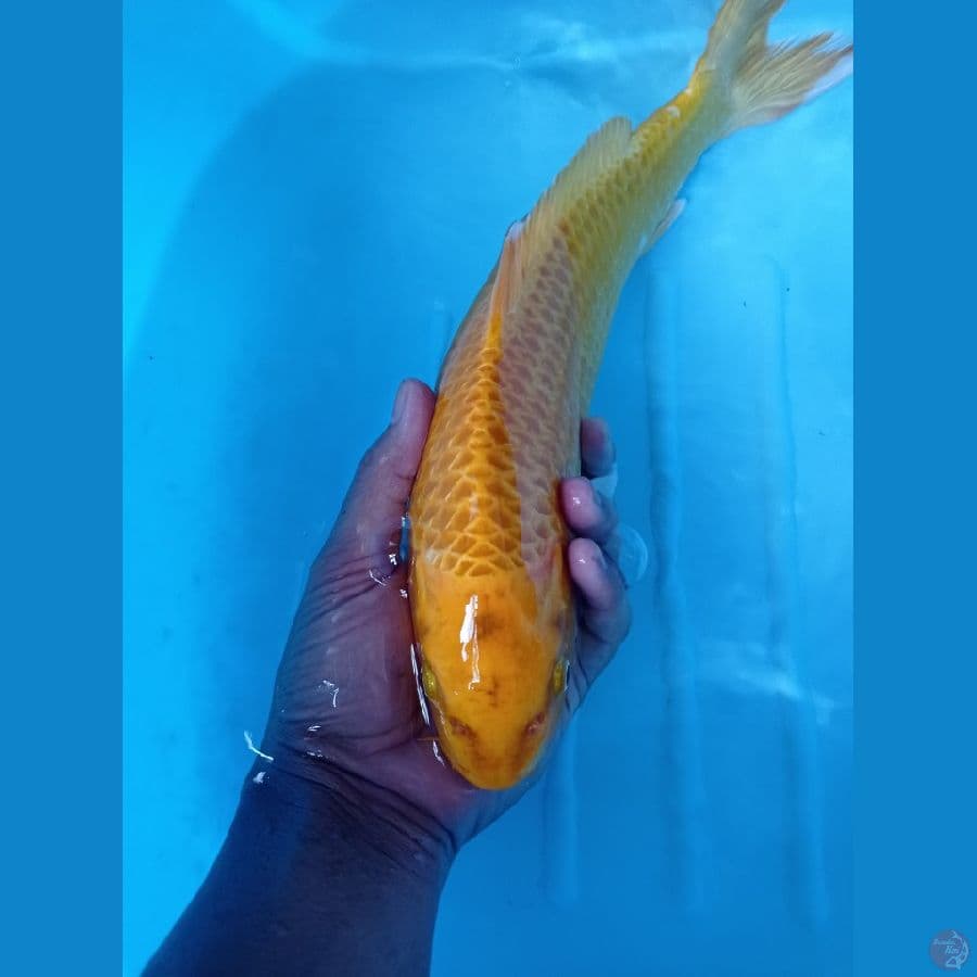 yamabuki ogon 30 cm