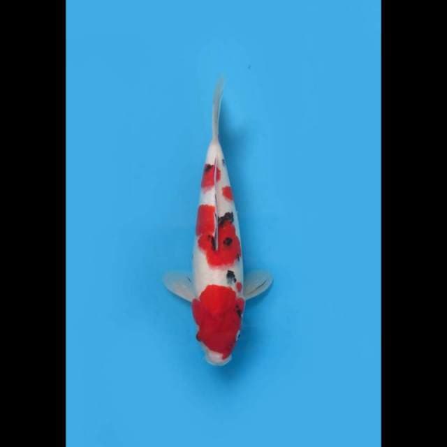 (37cm) SANKE DOITSU MERAH - TOSAI