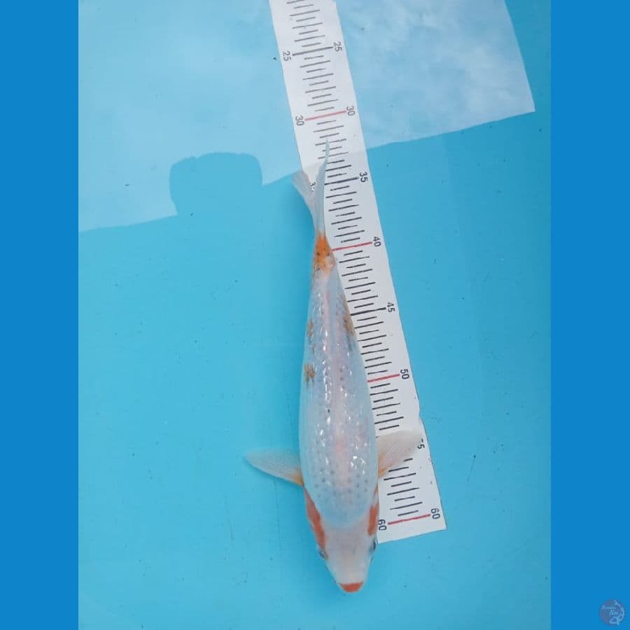 ASAGI GINRIN 29 CM