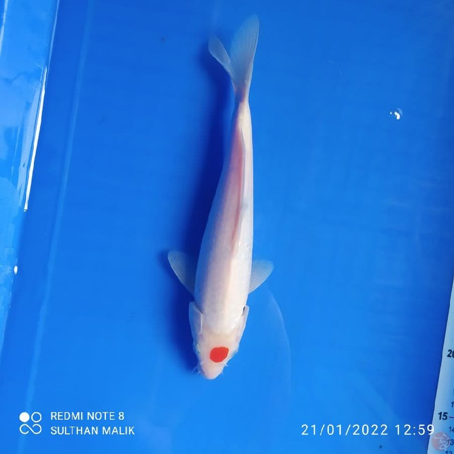 tancho 27 cm ory