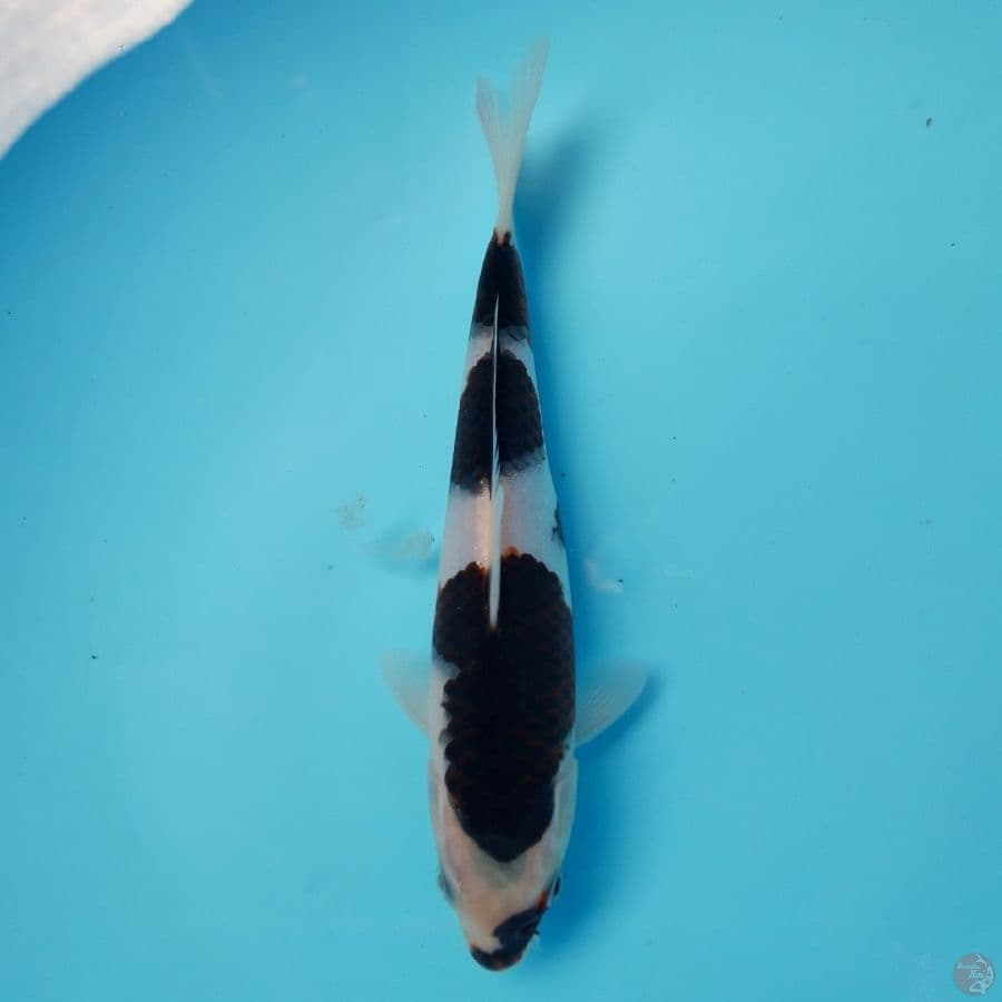 Black Kohaku 22cm