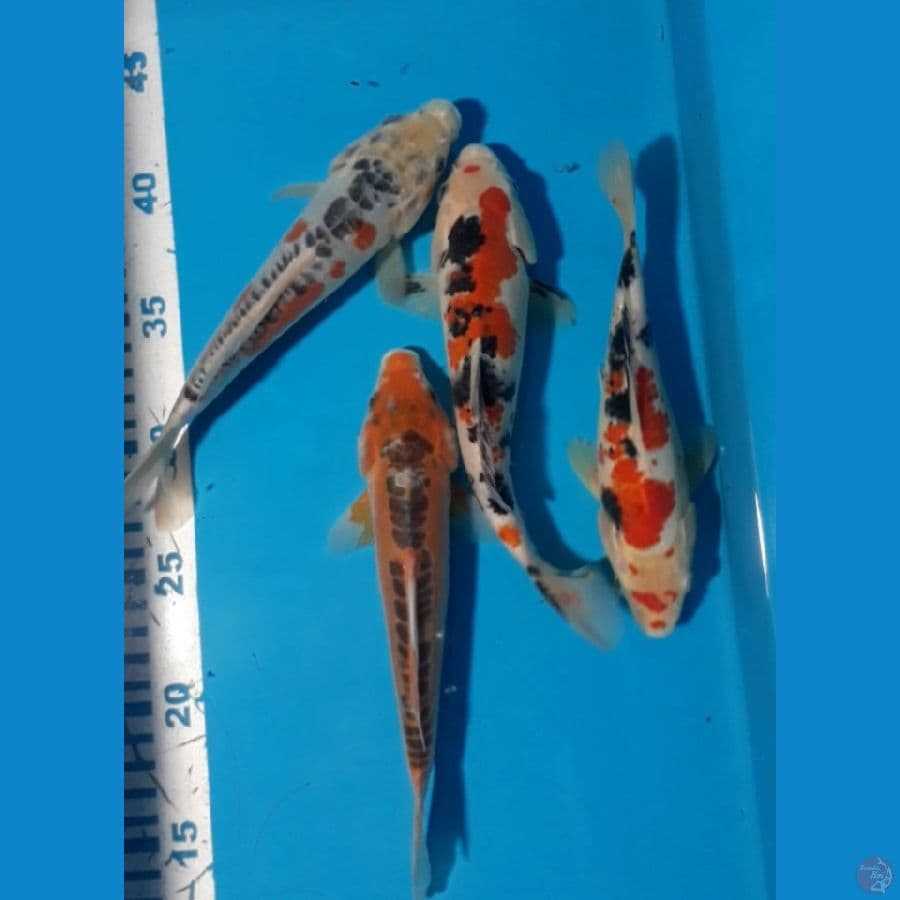 4 ekor 20 cm