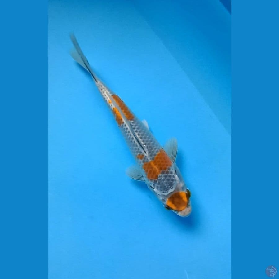 maruten kogane ochikba