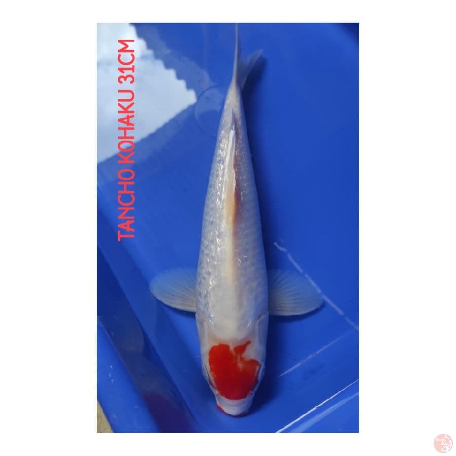 Tancho Kohaku Ginrin Original