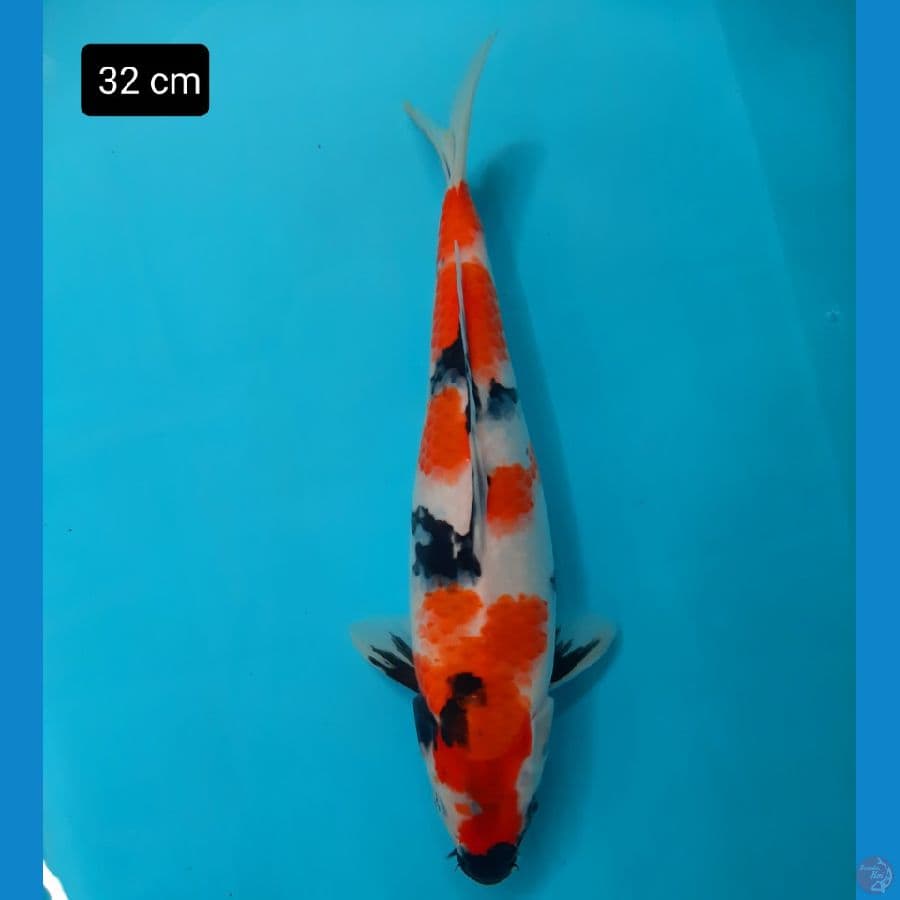 showa 32 cm