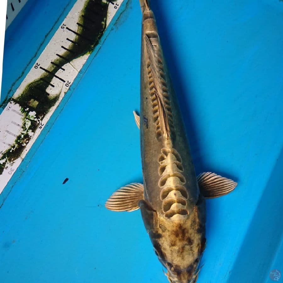 GOLD ARAGOKE 32 cm