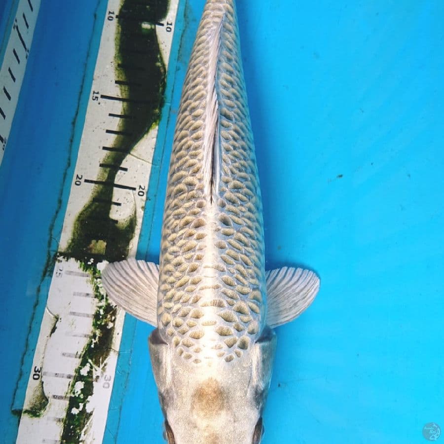 ANTIKAN 33 cm