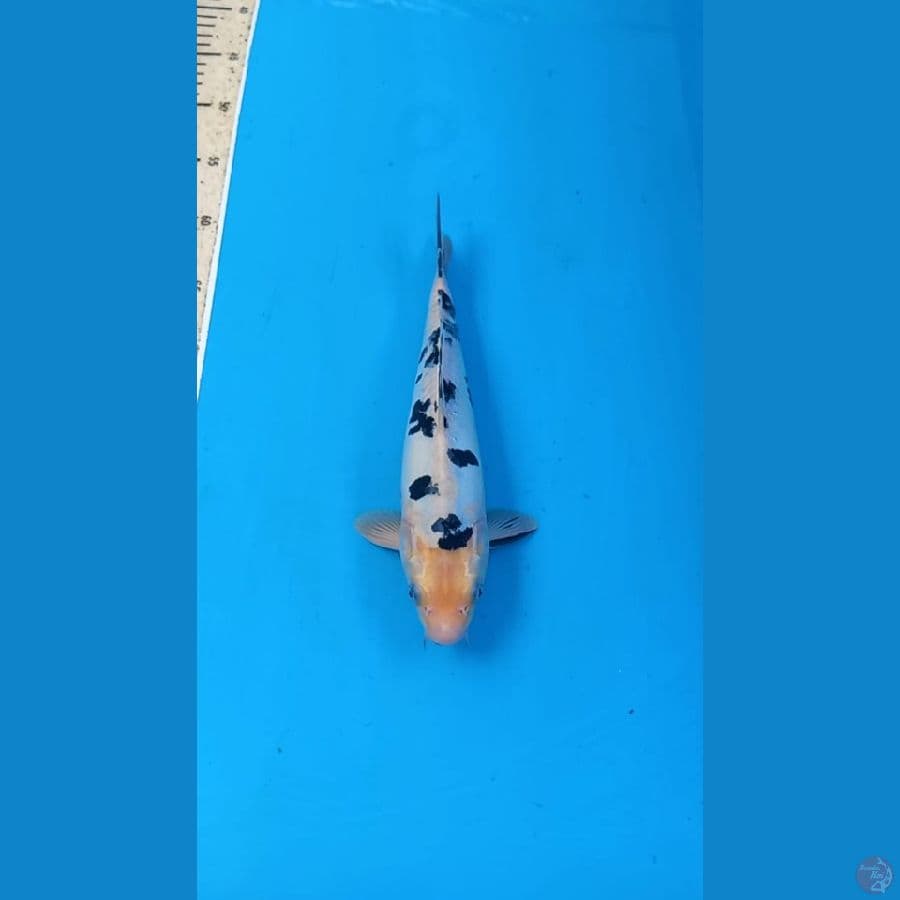 Bekko doitsu 28cm Male