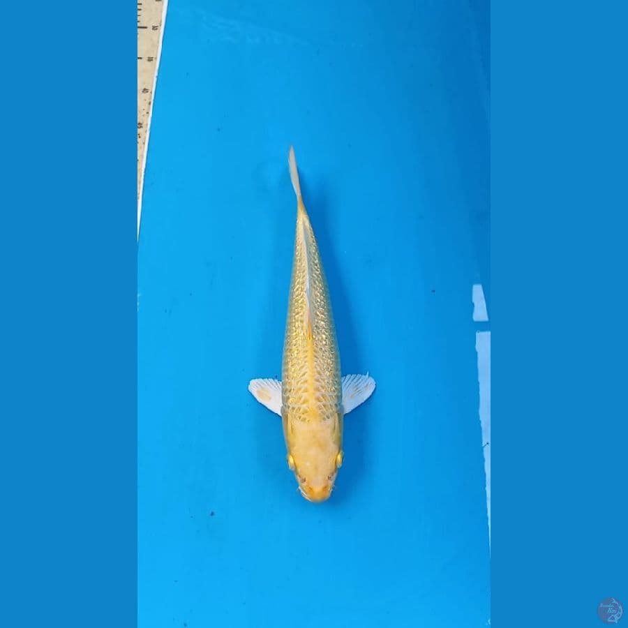 Ginrin ogon 33cm