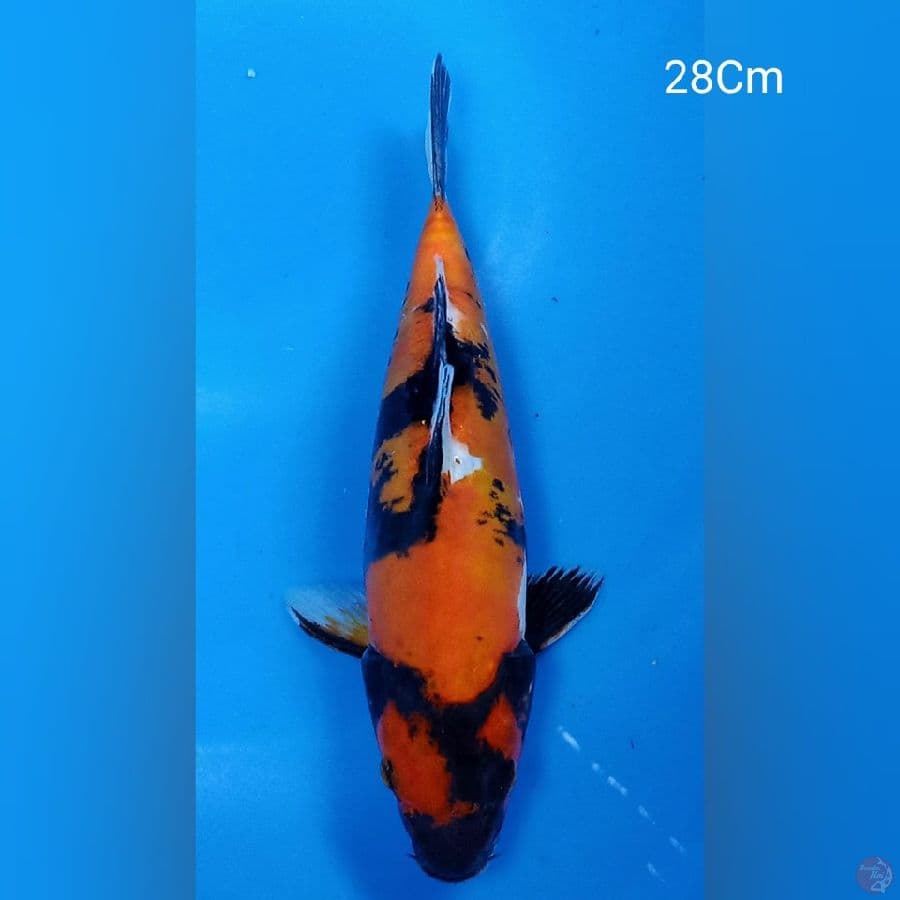 Showa Doitsu 28Cm