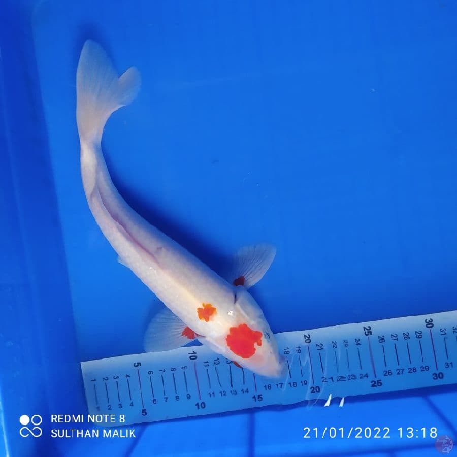 kohaku motoaka 32 cm