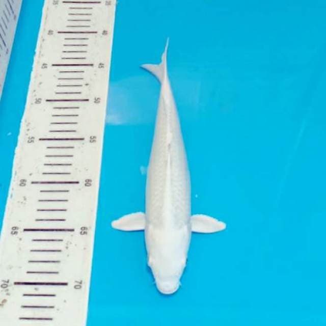 27cm platinum