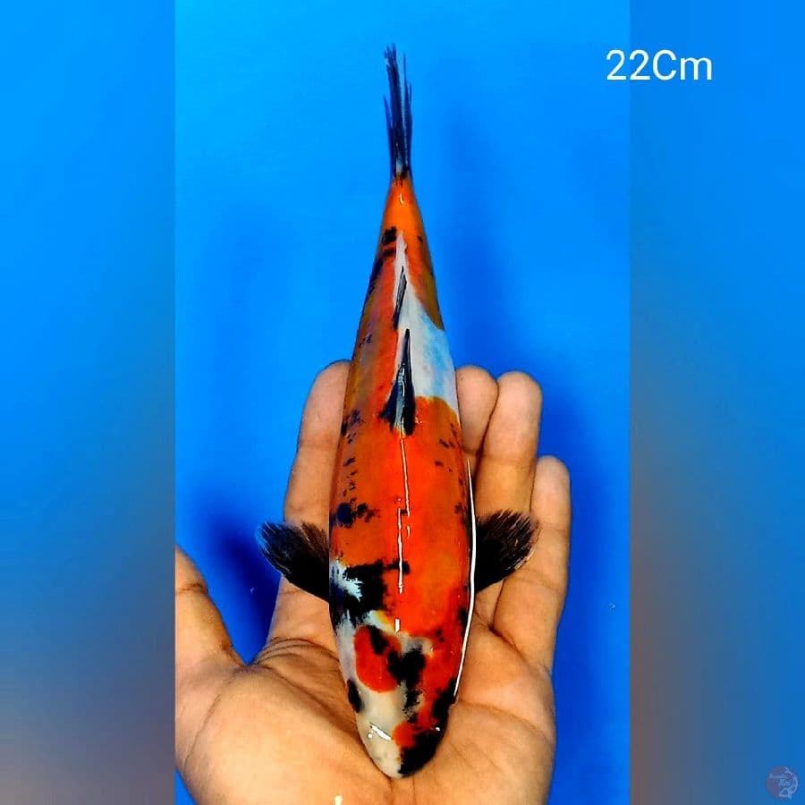 Showa Doitsu 22Cm